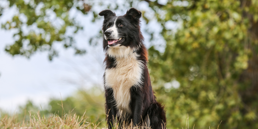 Rassespecial: Border Collie – Der klügste Hund der Welt?
