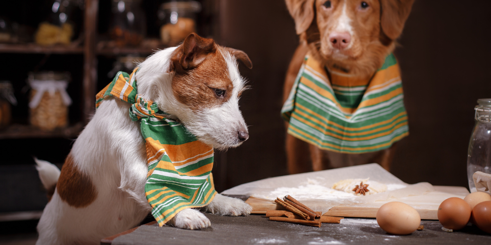Gesunde Snacks für Hunde: Rezepte zum Selbermachen