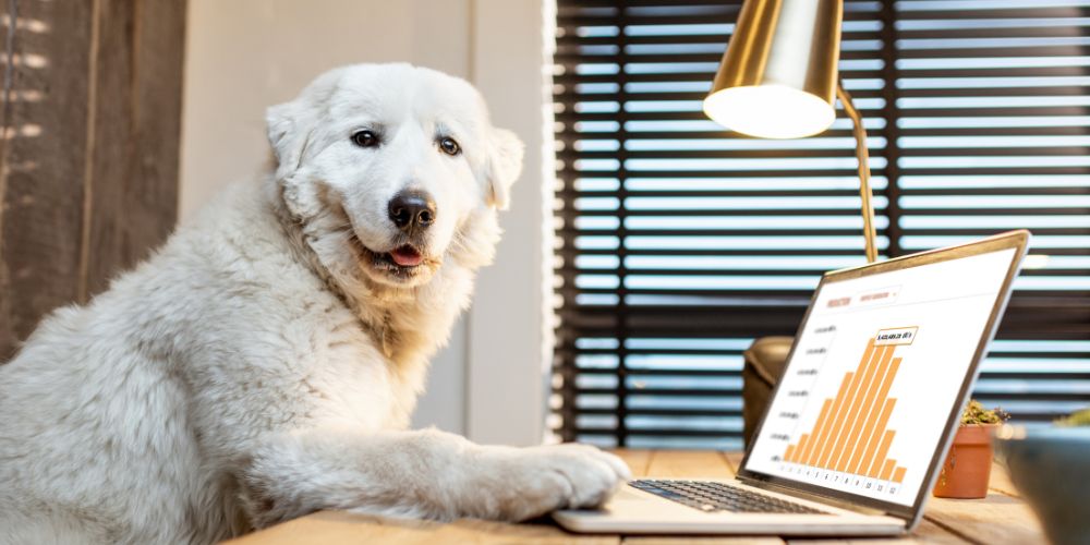 Hund im Büro: So wird dein Vierbeiner zum perfekten Office-Dog