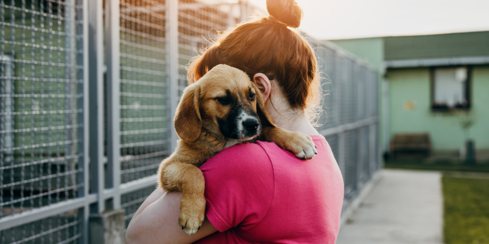 Hund adoptieren statt kaufen: Chancen aus dem Tierschutz 🐶❤️