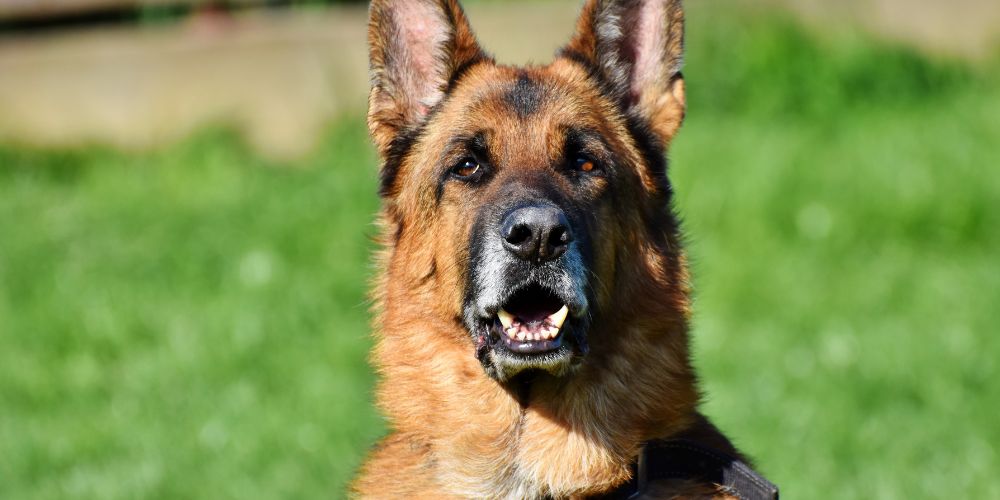 Rassespezial: Deutscher Schäferhund – Treuer Wächter und Familienfreund