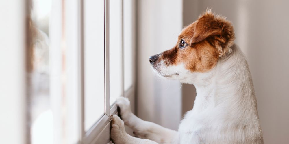 🐶 Hund bellt am Fenster – Ursachen & Lösungen für das Revierverhalten