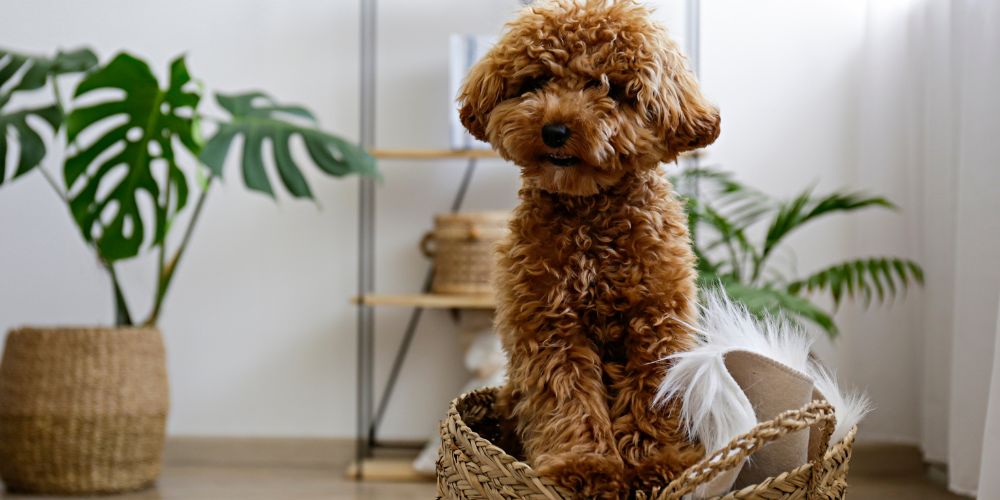 Hund allein zu Hause: Wie lange ist okay?
