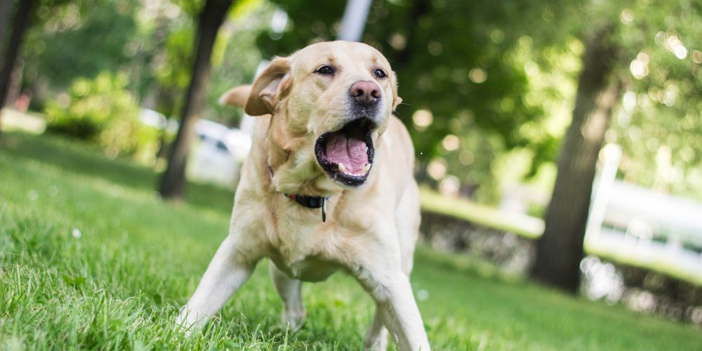 Hund bellt ständig – Was tun? Ursachen & Trainingsmethoden
