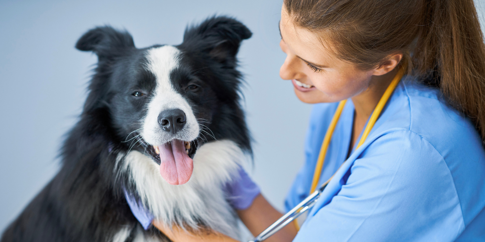 Impfungen beim Hund: Welche sind wirklich nötig?