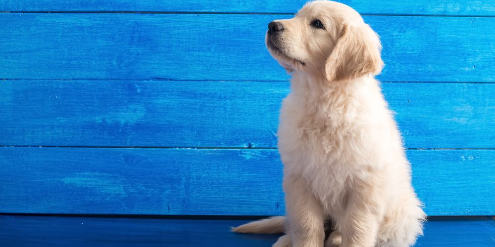 Checkliste vor dem Hundekauf: Was du wirklich brauchst