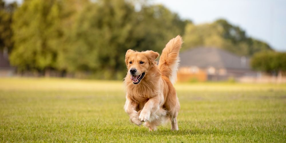 Rassespezial: Golden Retriever – Der freundliche Allrounder