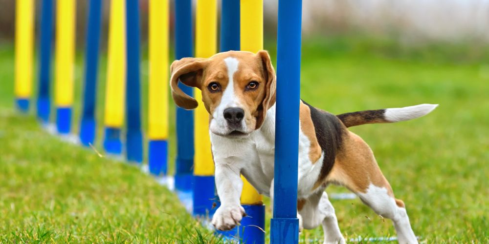 Hundesportarten vorgestellt: Agility, Mantrailing & Co.