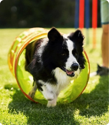 Hundeschulen & Trainer