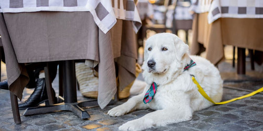 Hund im Restaurant: Was erlaubt ist & wie du dich richtig verhältst