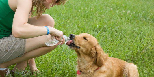 Warum brauche ich eine Hundeflasche bei Autofahrten?🐶💧