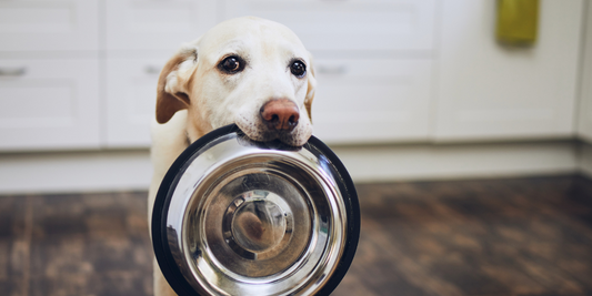Trockenfutter für Hunde: Auswahl, Inhaltsstoffe und Fütterungsempfehlungen