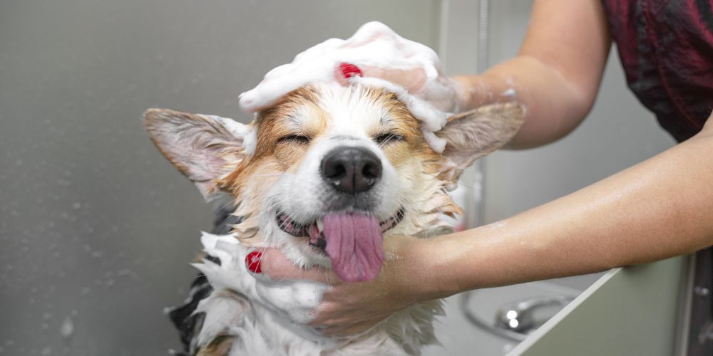 Hund baden – wie oft ist wirklich gesund?