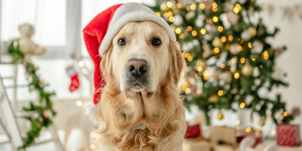 Weihnachtsleckerlis für Hunde – Diese Rezepte bringen Weihnachtsfreude