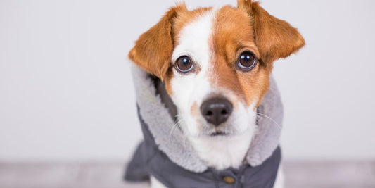 Sind Hundemäntel wirklich notwendig?🐶🧥