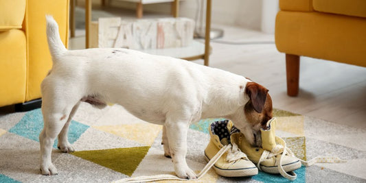 Was tun, wenn dein Hund plötzlich „anders“ ist?