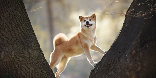 🐕 Rassespezial: Shiba Inu – Stolz, schön, aber nicht für jeden