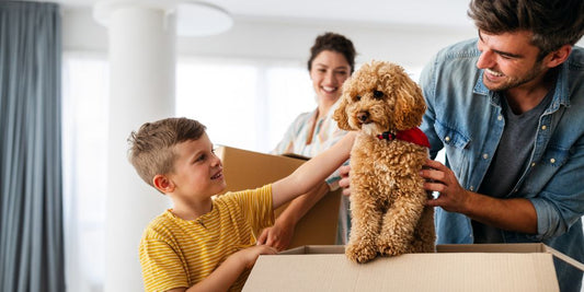 🛫 Auswandern mit Hund: Was du bei Umzug ins Ausland wissen musst