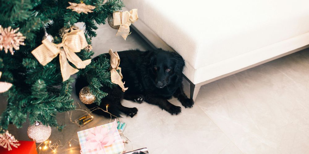 Geschenke für Hunde: Die besten Ideen für Geburtstag oder Weihnachten 🎁🐶