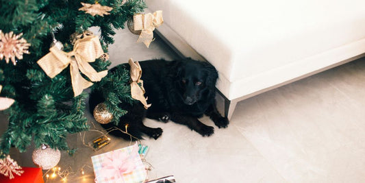 Geschenke für Hunde: Die besten Ideen für Geburtstag oder Weihnachten 🎁🐶