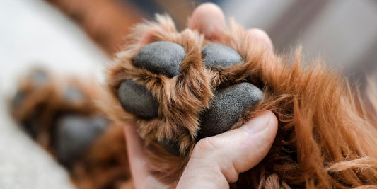 Pfotenbalsam für Hunde: Wann sinnvoll & wie richtig anwenden