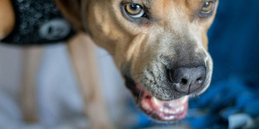 Hund knurrt beim Fressen – Was tun bei Futteraggression?