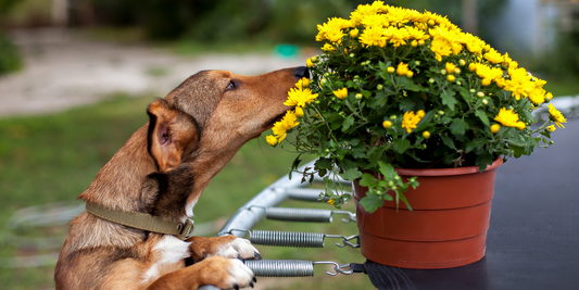 👃🐶 Nasenarbeit: Warum sie jeden Hund glücklich macht