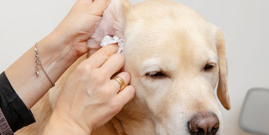 Ohrenpflege beim Hund: Wie oft & wie du es richtig machst