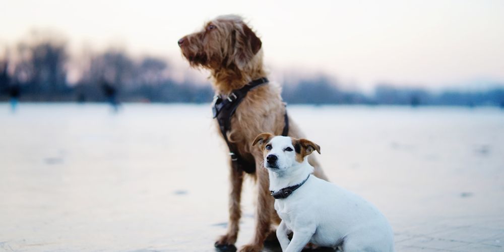 Mit zwei Hunden leben – doppeltes Glück oder doppelte Arbeit?