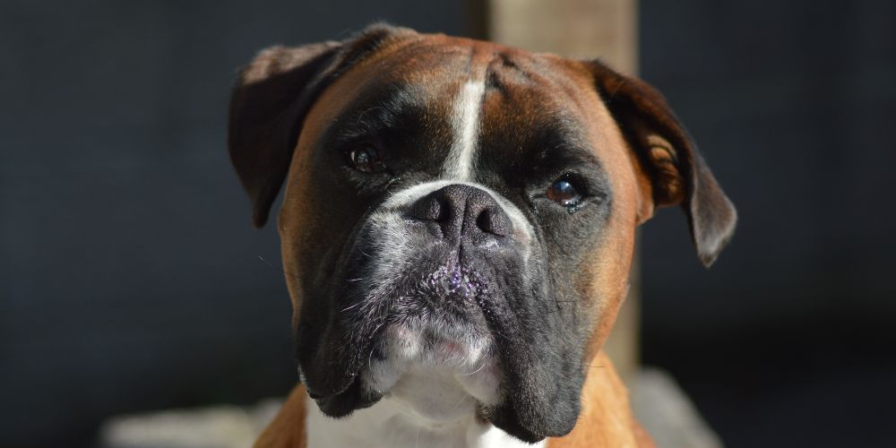 🐾 Rassespezial: Boxer – Familienclown mit Power und Herz