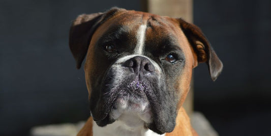 🐾 Rassespezial: Boxer – Familienclown mit Power und Herz