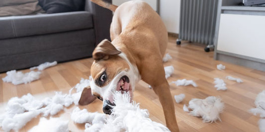🛋️ Hund zerstört Dinge in der Wohnung – Was tun bei Langeweile oder Frust?