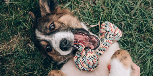 Hund schnappt beim Spielen – Normal oder gefährlich?