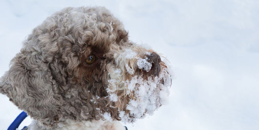 Schnee, Streusalz & Eis: Gefahren im Winter für deinen Hund – und wie du ihn schützt