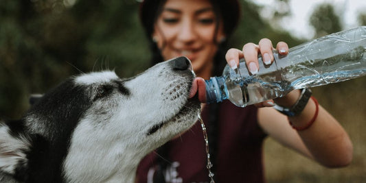 Warum sind Hundetrinkflaschen auf Reisen unverzichtbar?🐾💧