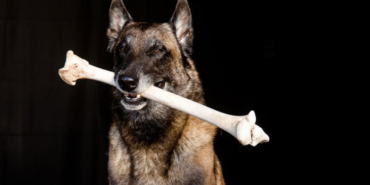 Arthrose beim Hund: Anzeichen früh erkennen und richtig behandeln