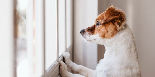 🐶 Hund bellt am Fenster – Ursachen & Lösungen für das Revierverhalten