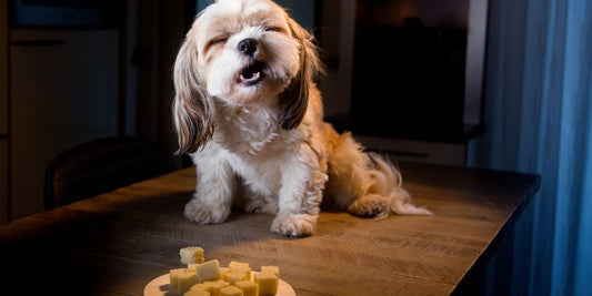 Snacks & Leckerlis: Belohnung oder Gesundheitsrisiko? 🦴🐶