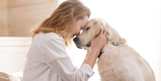 Seniorenhund: So verändert sich dein Vierbeiner im Alter