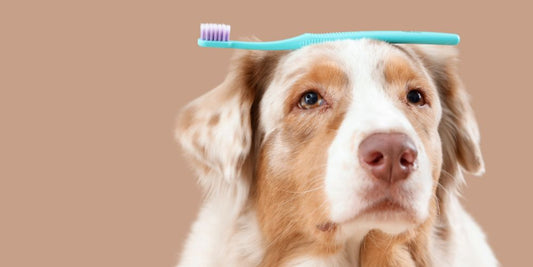 Zahnpflege beim Hund: Warum du nicht warten solltest🦷🐶