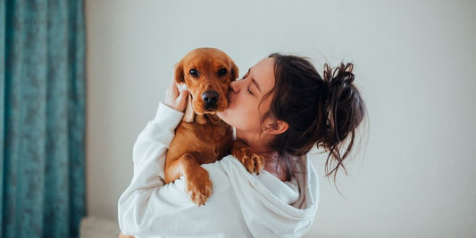 Der perfekte Anfängerhund? 5 Rassen im Vergleich