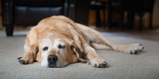 Winterdepression beim Hund – Mythos oder Realität?