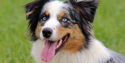Rassespezial: Der Australian Shepherd – Familienhund oder Energiebündel?