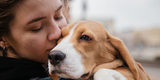 Bindung zwischen Mensch und Hund: Wie entsteht eine echte Partnerschaft?