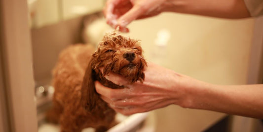 Öle für Hunde: Lachsöl, Kokosöl & Co. – Vorteile und Dosierung