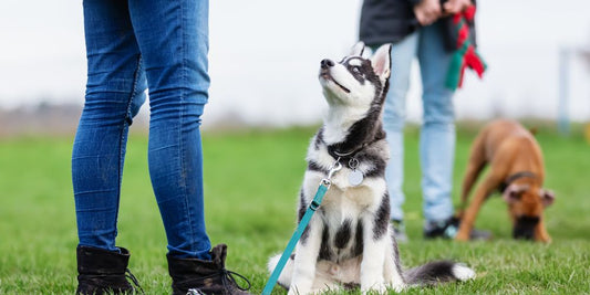 Welpenschule: Braucht mein Hund das wirklich?