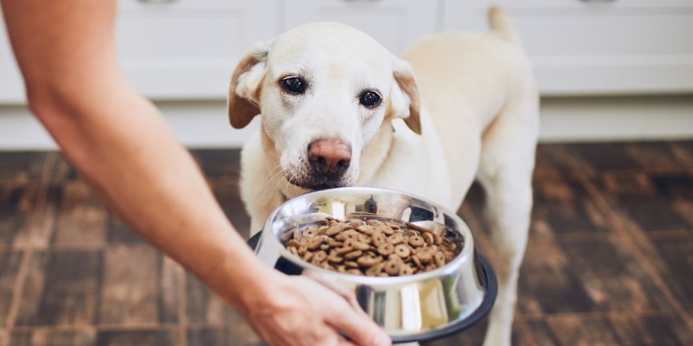 Was tun, wenn der Hund plötzlich nicht mehr frisst?