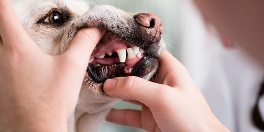 Zahnpflege durch Futter? Was wirklich hilft gegen Zahnstein bei Hunden