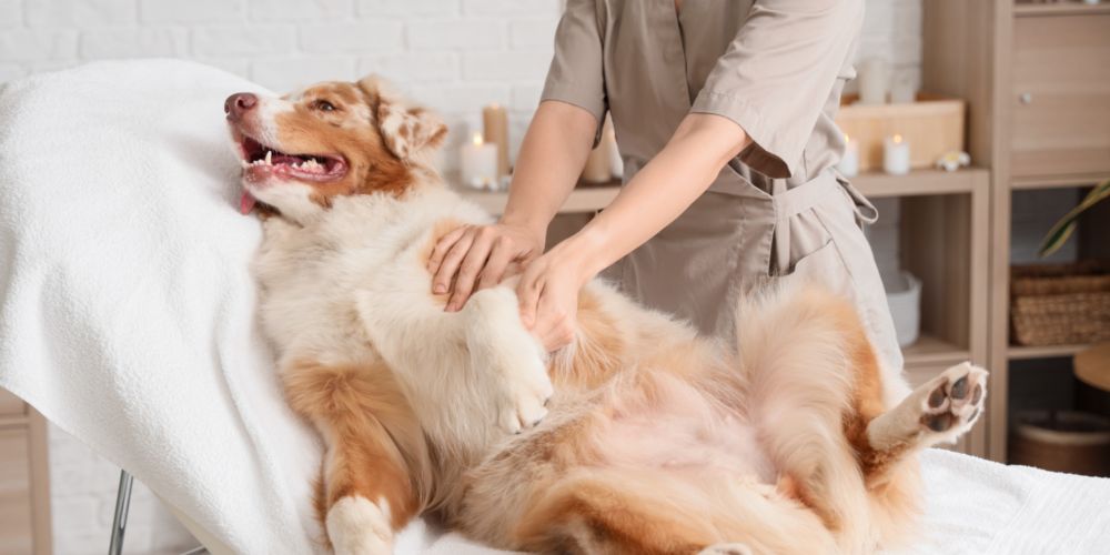 Massage für Hunde: Entspannung & Gesundheit für deinen Vierbeiner
