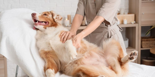 Massage für Hunde: Entspannung & Gesundheit für deinen Vierbeiner